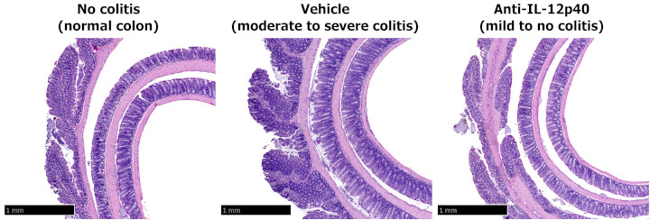 Colon histology (H&E; mean &plusmn; SEM)
